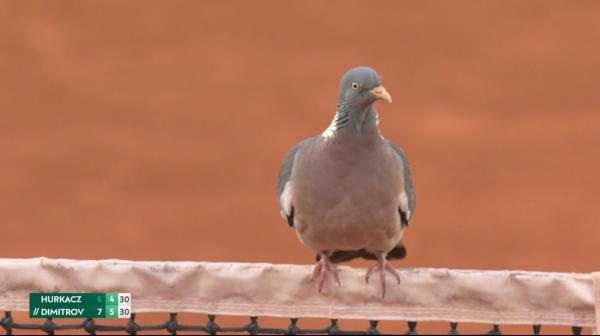Забавната страна на тениса: Как гълъб 