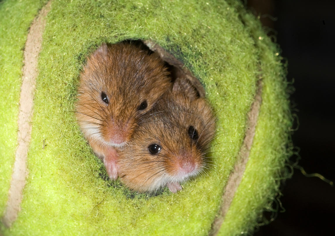 Традиция за пример: Как топките от Уимбълдън се превърнаха в домове за застрашен животински вид?