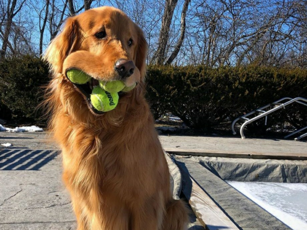Кучето Финли постави световен рекорд с помощта на тенис топки